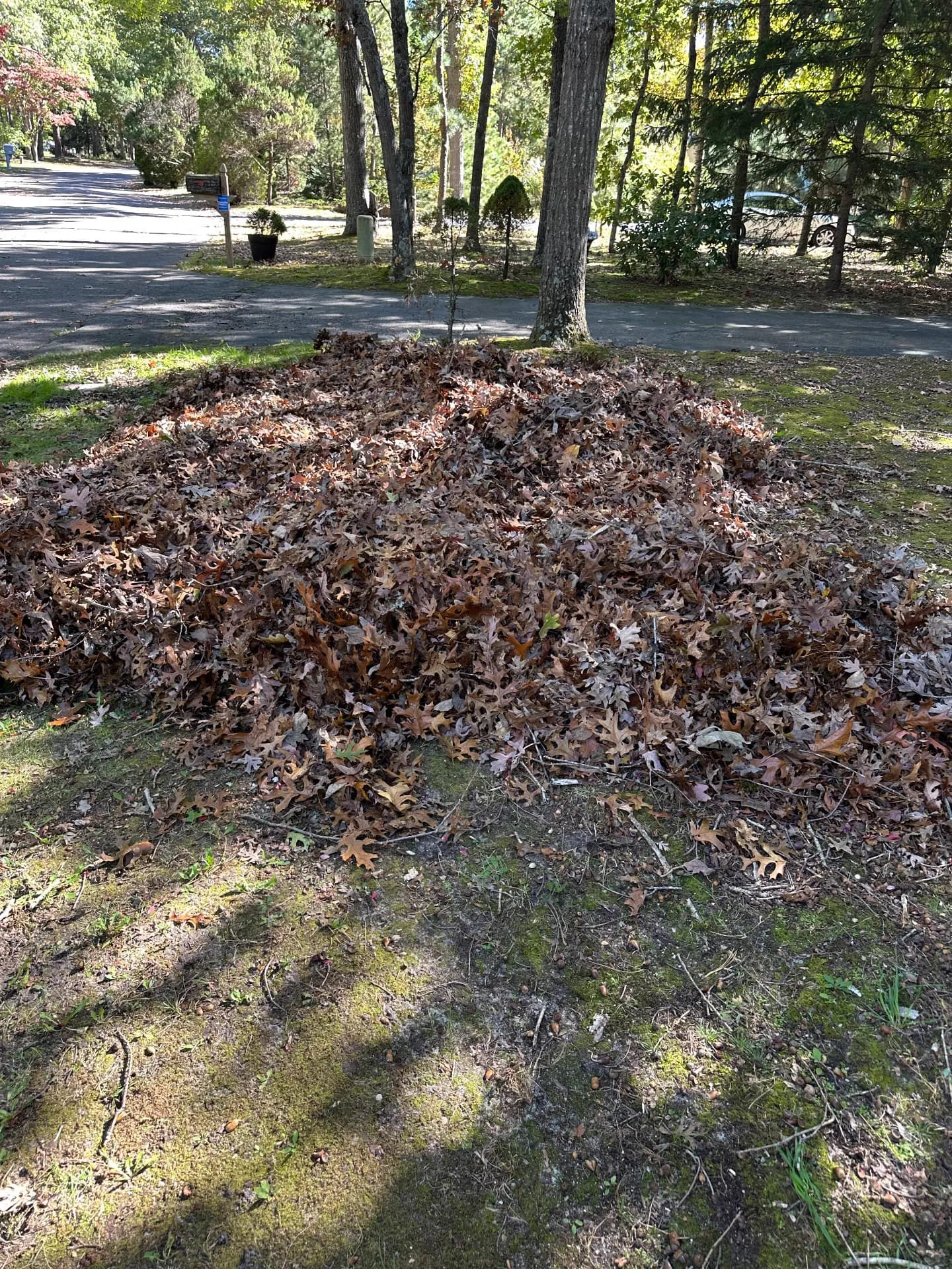 Fall leaves and yard debris raked from a South Jersey lawn during a PooGO light leaf and yard debris cleanup
