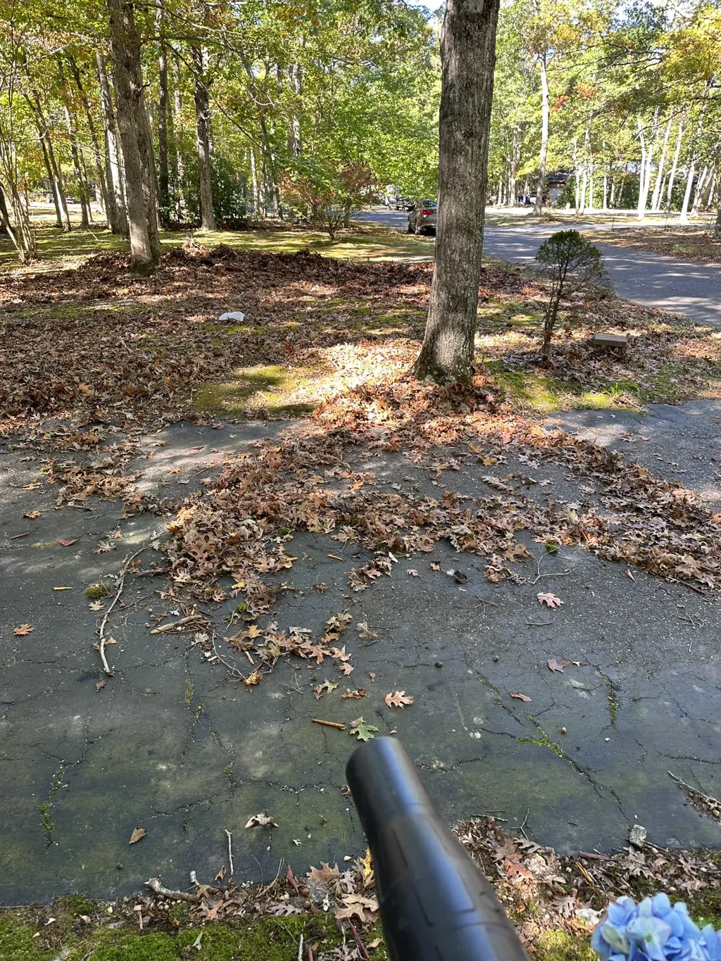 Leaf blower clearing scattered leaves from a driveway edge and lawn during a PooGO light leaf and yard debris cleanup
