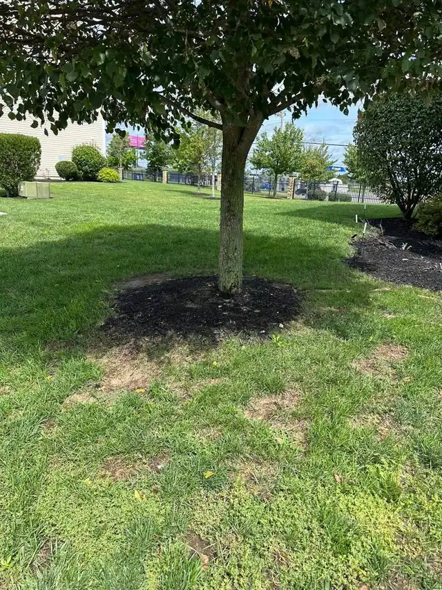 Shaded lawn area cleaned of dog waste by PooGO in South Jersey
