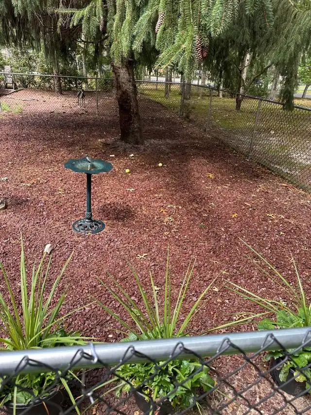 Same fenced rock dog area cleaned and tidied after PooGO service in South Jersey